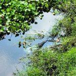 ঢাকা – চট্টগ্রাম মহাসড়কের দাউদকান্দি এরিয়াতে অজ্ঞাত এক যুবকের মরদেহ   এলাকা বাসি দেখতে পায়
