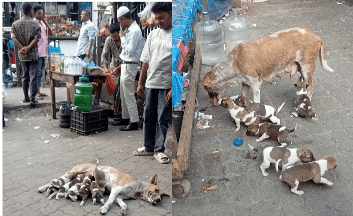 এই নিষ্ঠুর পৃথিবীতে সন্তানের প্রতি মায়ের অপূরনীয় ভালো বাসা