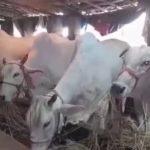 মৃত গরুর নামেও বরাদ্দ সরকারি অনুদান