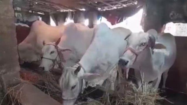 মৃত গরুর নামেও বরাদ্দ সরকারি অনুদান